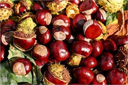 Châtaignes - Pixabay - Couleur