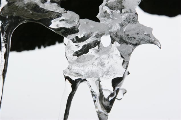 Oiseau de glace - Jacques Richard