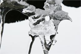 Oiseau de glace - Jacques Richard