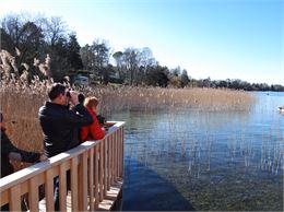 Photo prise lors d'une sortie d'observation à Chens-sur-Léman - Thonon Agglomération - Facebook