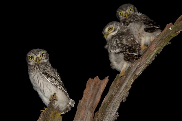 Chevêches d'Athéna - Vincent PALOMARES