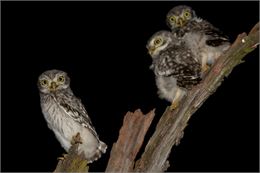 Chevêches d'Athéna - Vincent PALOMARES