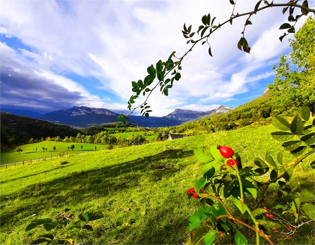 Balade gourmande botanique près de Chambéry - Muriel Lallée