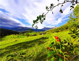 Balade gourmande botanique près de Chambéry - Muriel Lallée