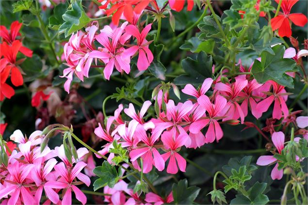 Vente de plantes et plantons