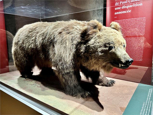L'ours naturalisé de la collection Musées d'Annecy - Musées d'Annecy