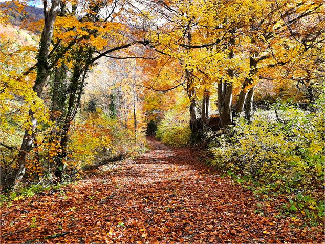 Balade botanique Bauges Savoie - Muriel Lallée