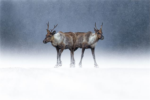 Le silence des sauvages - Joël Brunet et Laurence Terminet