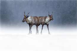 Le silence des sauvages - Joël Brunet et Laurence Terminet