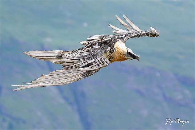 Gypaète barbu adulte en vol - Jean-Yves PLOYER
