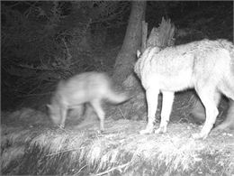 Loups détectés avec une caméra automatique - Jean-Yves PLOYER