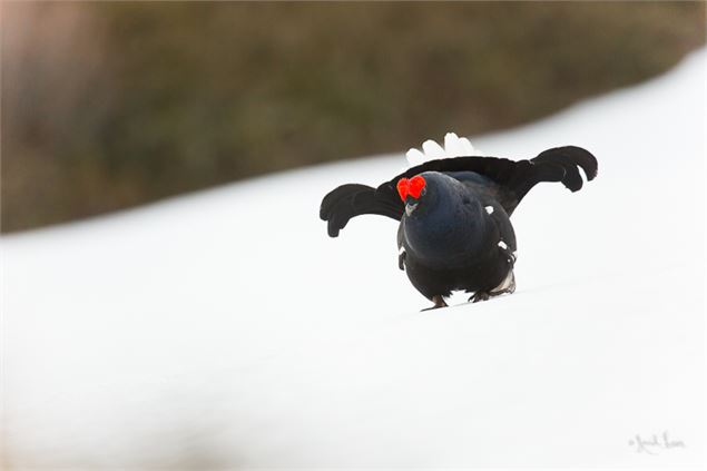 photo Tétras - ©Yannick LENOIR