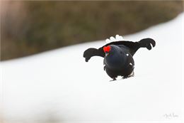 photo Tétras - ©Yannick LENOIR