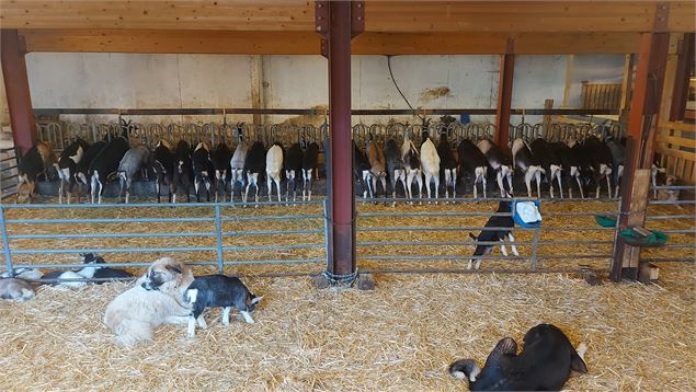chèvres et chiens à la ferme - Ponthieu-O