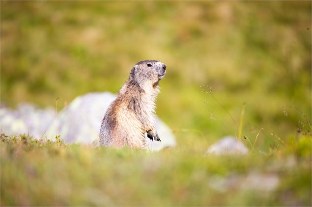 Découverte des mammifères de la réserve naturelle du Plan de  Tuéda - ©Sylvain Aymoz