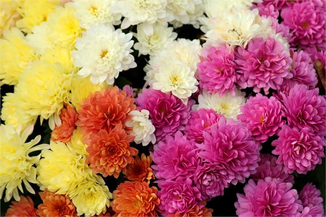 Vente de fleurs_Messimy-sur-Saône