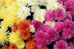 Vente de fleurs_Messimy-sur-Saône