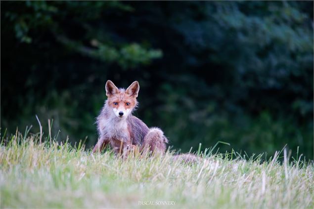 Exposition photo_Torcieu - Pascal Sonnery