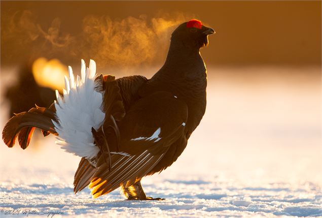 Tétras lyre en parade - © Matti Suopajarvi, CC BY-NC-SA 2.0