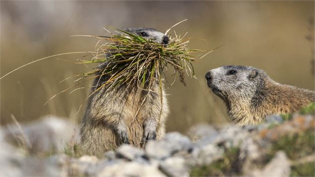 Marmottes - (c) Jerome Arrighi De Casanova