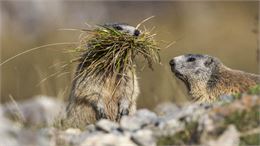 Marmottes - (c) Jerome Arrighi De Casanova