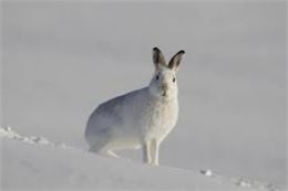 Les lièvres variables changent de pelage en hiver. Ils deviennent tout blanc afin de se confondre av