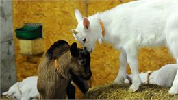 2_chèvres - Blanc_Gonnet