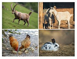 Activité observation de la faune - OT flaine