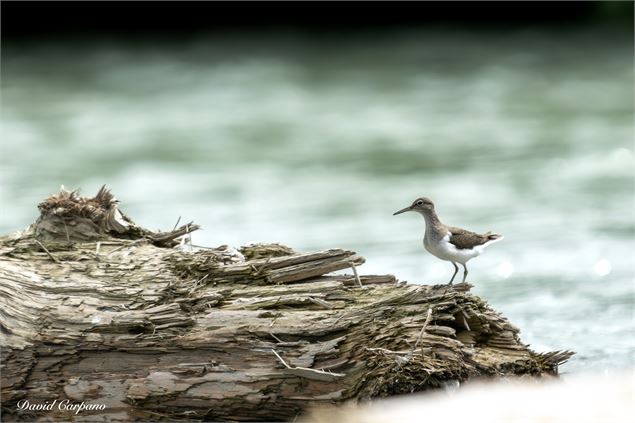 Nauffrage passy-faune sauvage - David Carpano