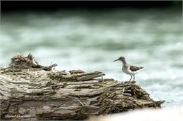 Nauffrage passy-faune sauvage - David Carpano