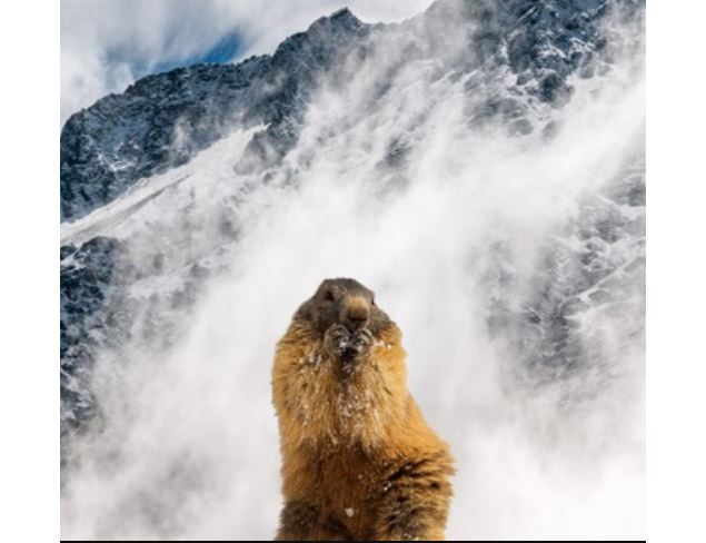 Survivre en hiver, le secret des animaux de montagne_Les Saisies