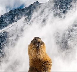 Survivre en hiver, le secret des animaux de montagne_Les Saisies