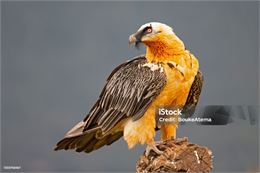 Animation "Une vie de Gypaète"_Passy - I stock