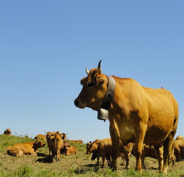 vaches tarines, reines de l'alpage - DD-FACIM