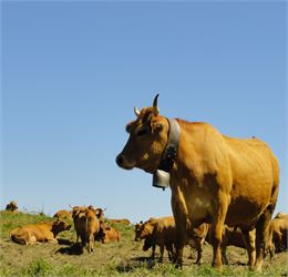vaches tarines, reines de l'alpage - DD-FACIM