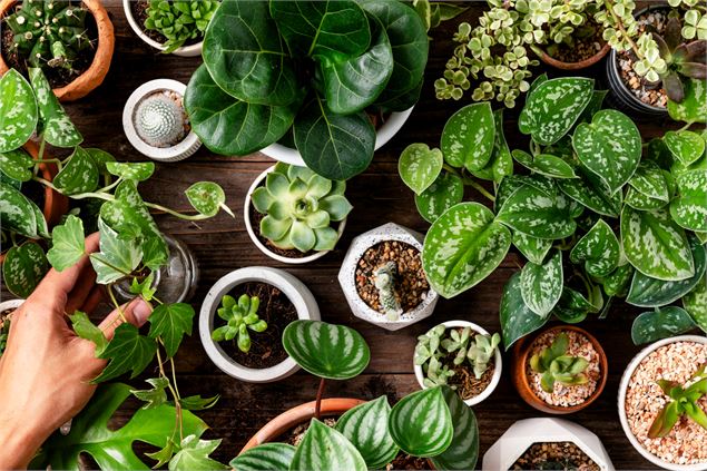 Plantes - Freepik