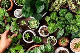 Plantes - Freepik
