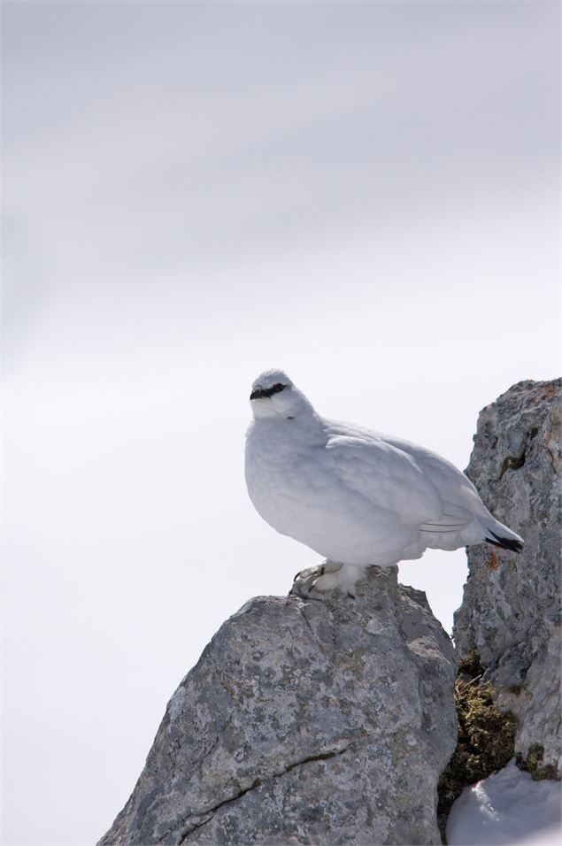 Lagopède alpin - Geoffrey Garcel