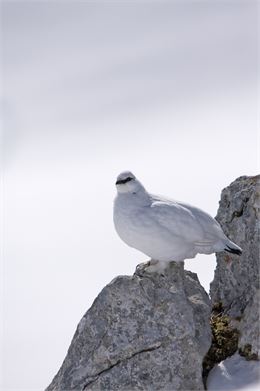 Lagopède alpin - Geoffrey Garcel