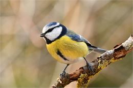 Atelier "Petites boules de plumes" - Geoffrey Garcel