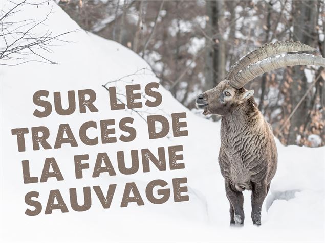 Sur les traces de la faune sauvage_Morillon