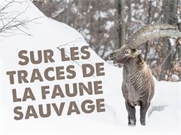 Sur les traces de la faune sauvage_Morillon