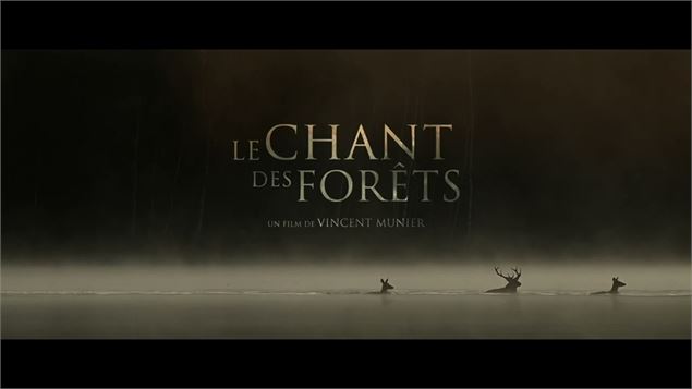 Le Chant des Forêts - Vincent Munier