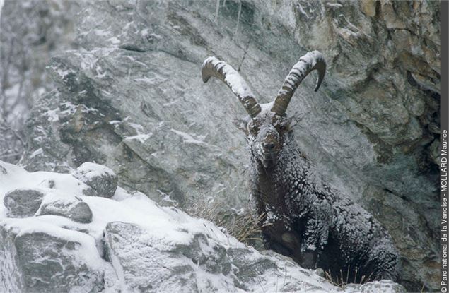 Sortie faune sauvage | Bureau des Guides x ESF_La Rosière - Montvalezan
