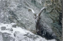 Sortie faune sauvage | Bureau des Guides x ESF_La Rosière - Montvalezan