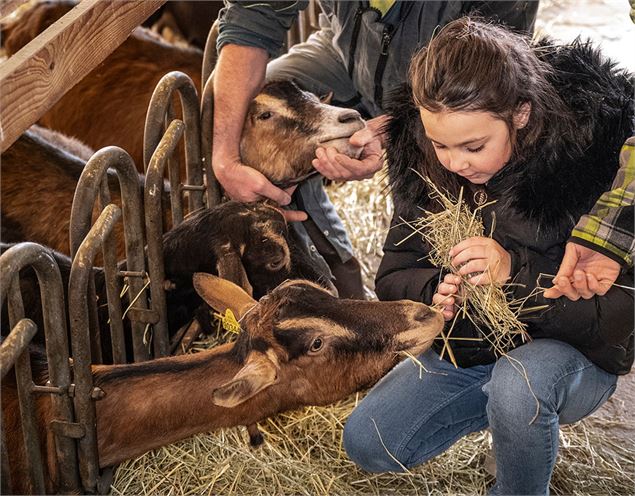 Chèvres de Bernard Marchand - Tilby_Vattard