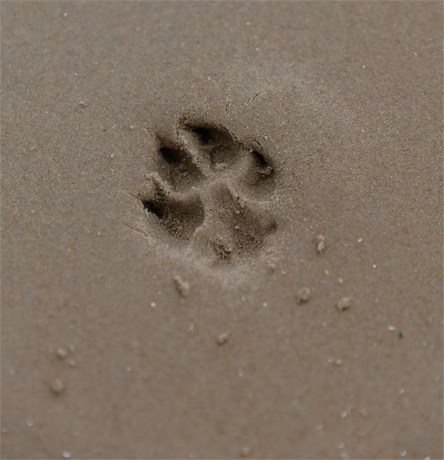 Atelier Altec (3-5 ans) - Sur les traces des animaux_Bourg-en-Bresse - Pexels