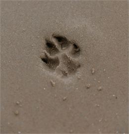 Atelier Altec (3-5 ans) - Sur les traces des animaux_Bourg-en-Bresse - Pexels