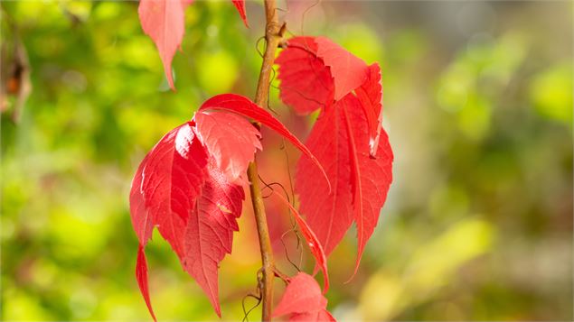 Atelier ALTEC (6-8 ans) - Les couleurs de la nature_Bourg-en-Bresse - Pexels