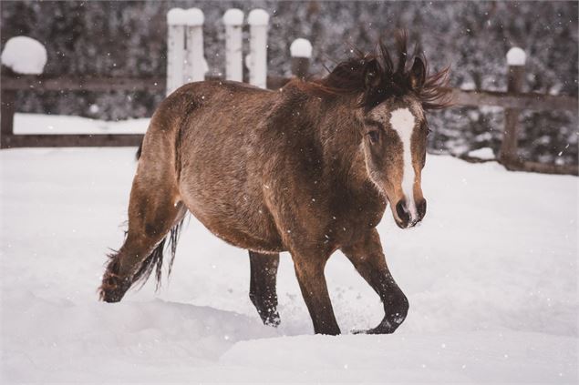 Poney sous la neige - Pixabay